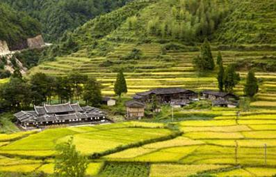 你知道大米都有哪些种类和又都有哪些区别吗？